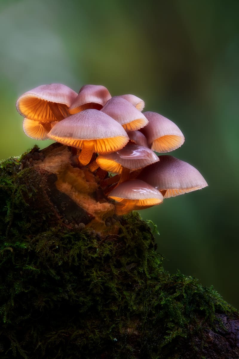 Cogumelos Iluminados